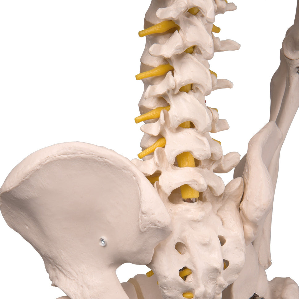 Fred Flexible Skeleton Model