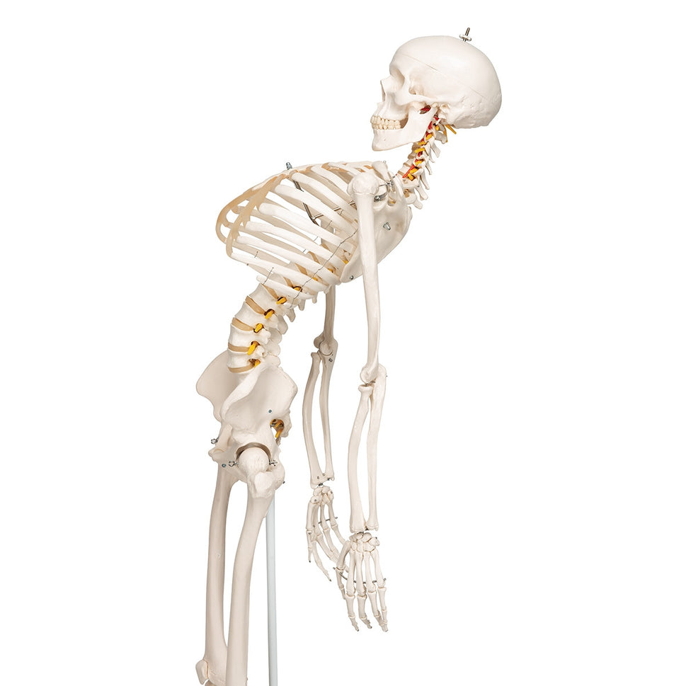 Fred Flexible Skeleton Model