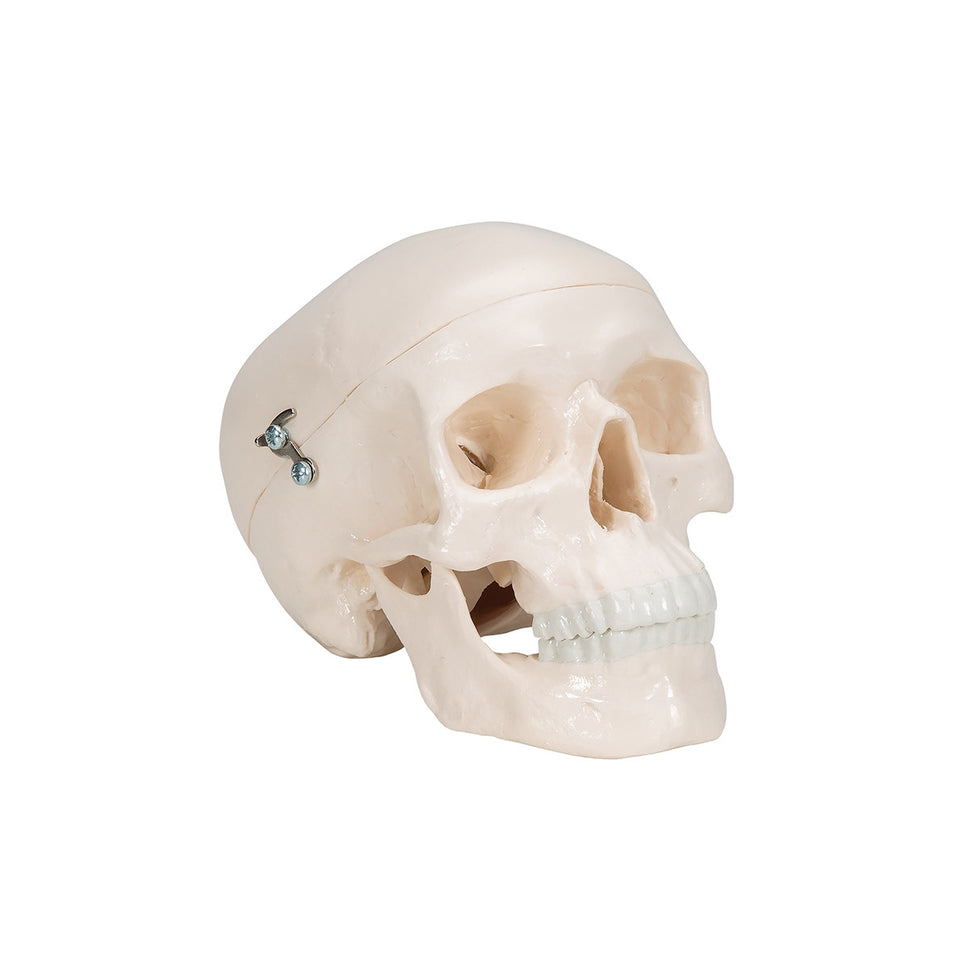 Mini Skull Model (3 part)
