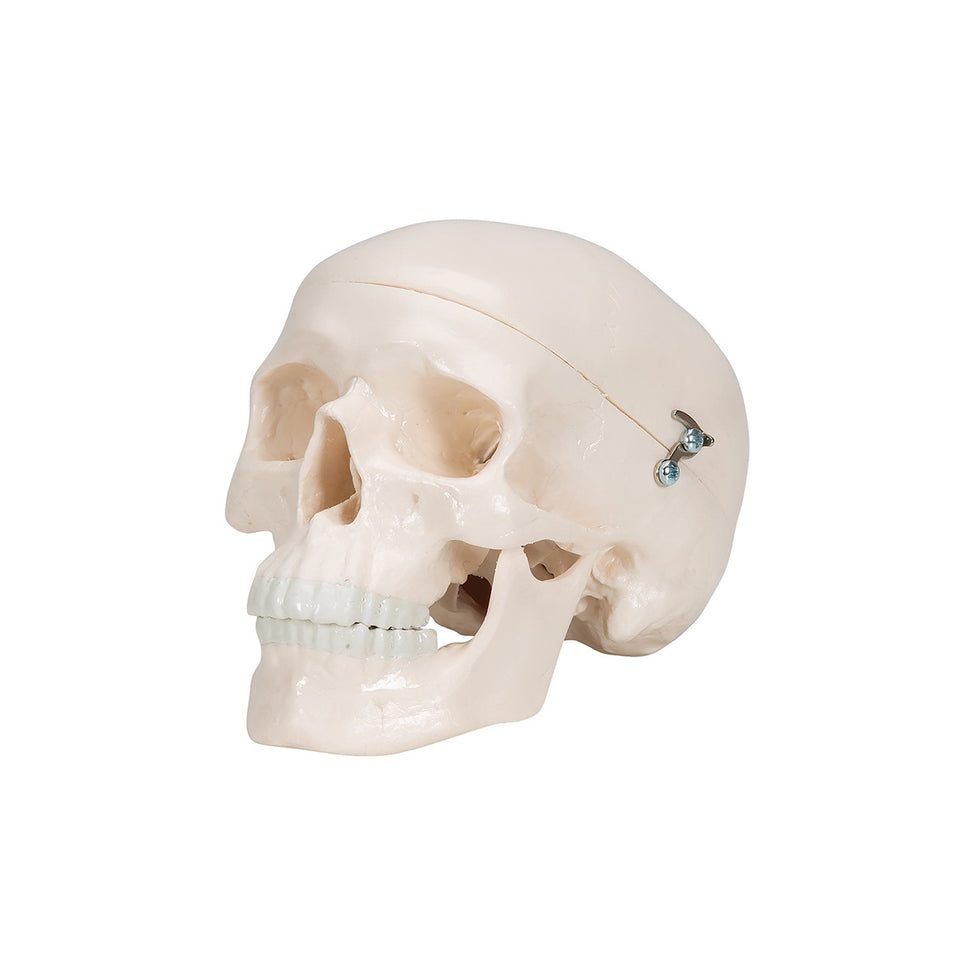 Mini Skull Model (3 part)
