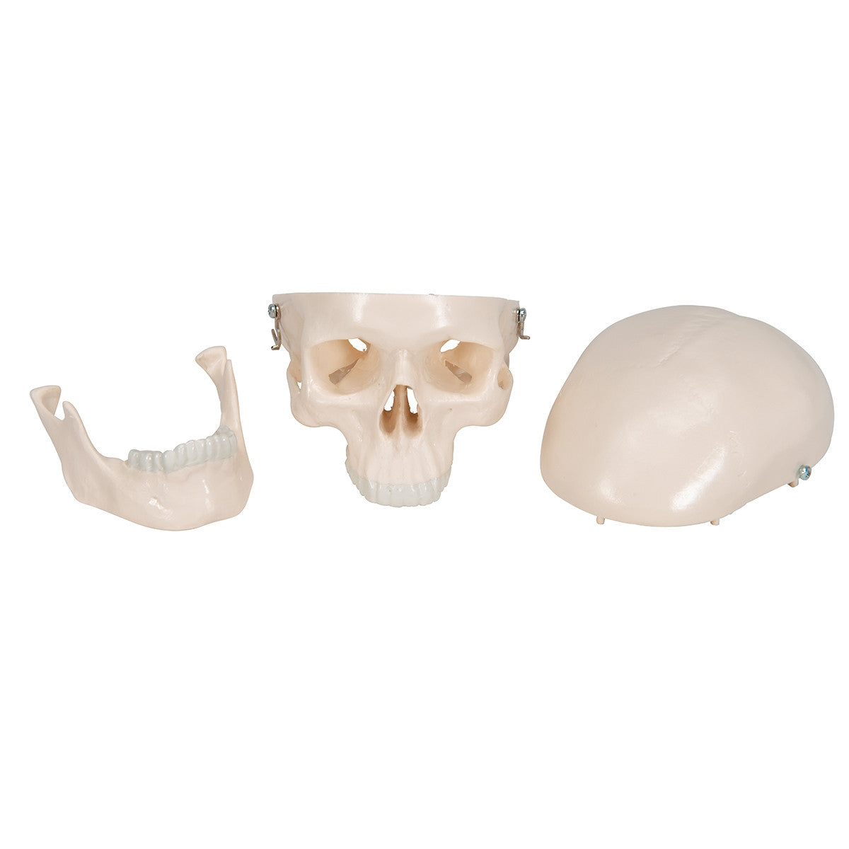 Mini Skull Model (3 part)
