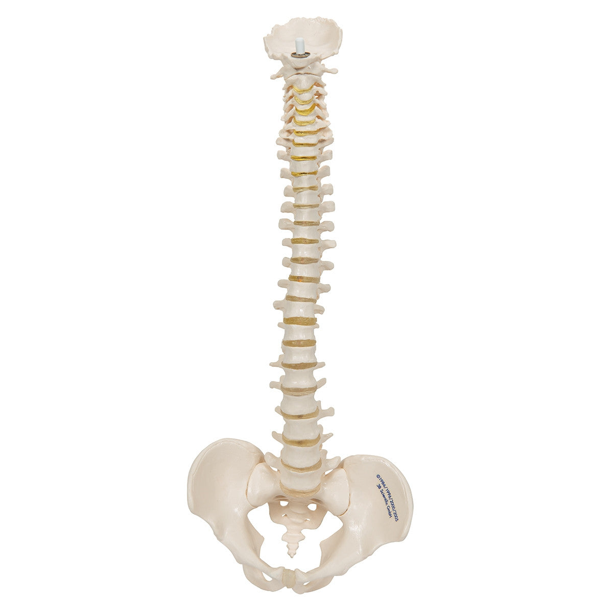 Mini Flexible Vertebral Column Model