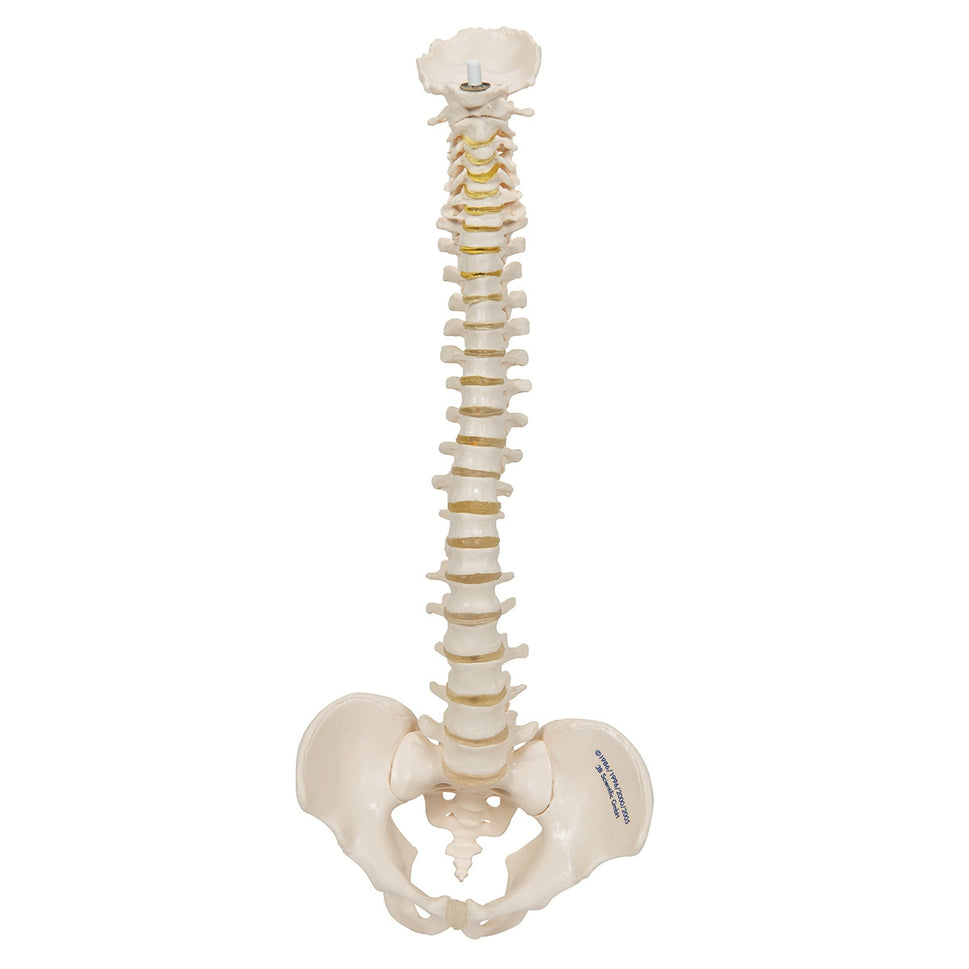Mini Flexible Vertebral Column Model