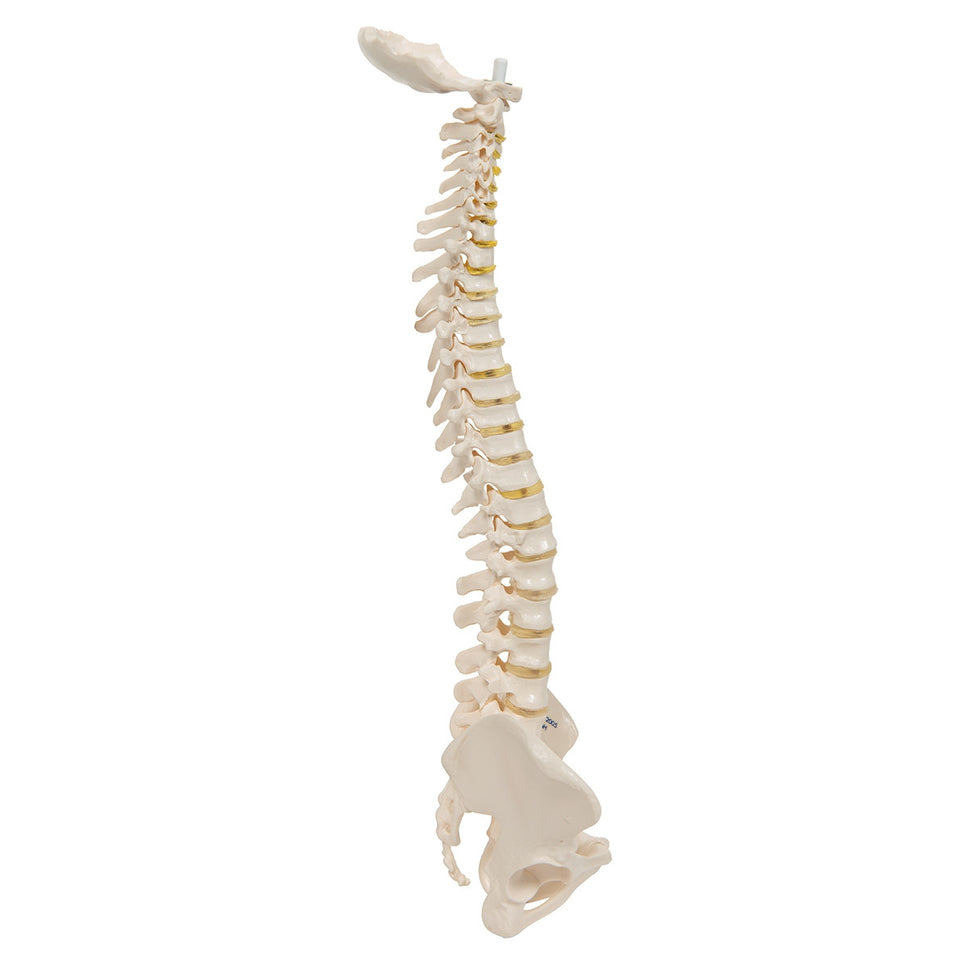 Mini Flexible Vertebral Column Model