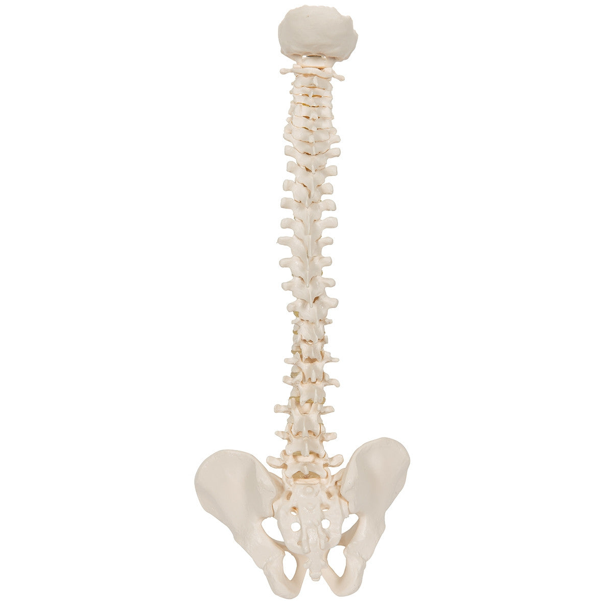 Mini Flexible Vertebral Column Model