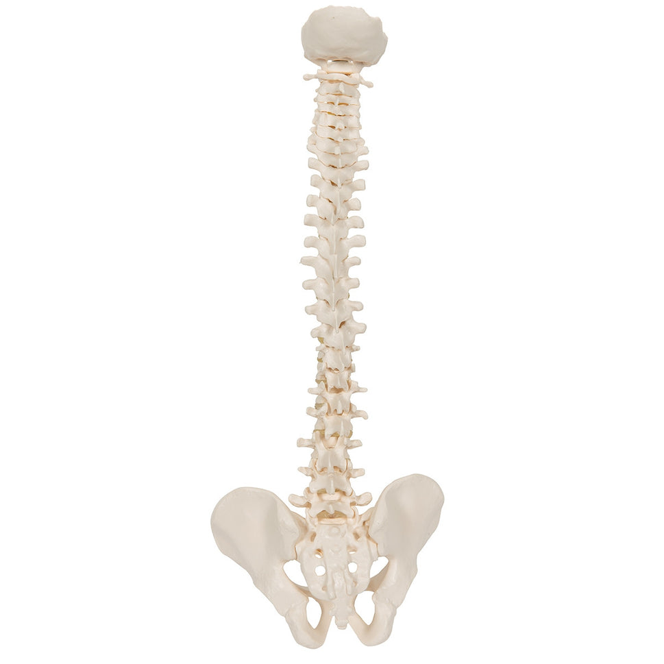 Mini Flexible Vertebral Column Model