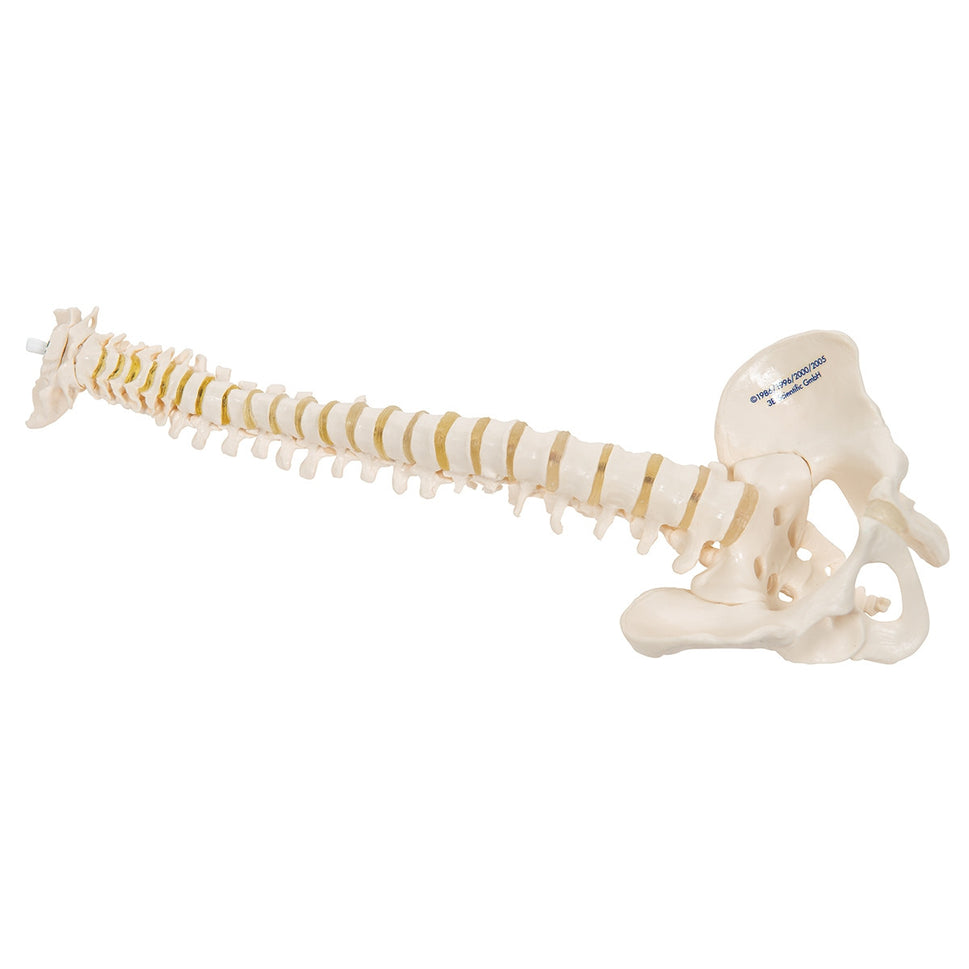 Mini Flexible Vertebral Column Model