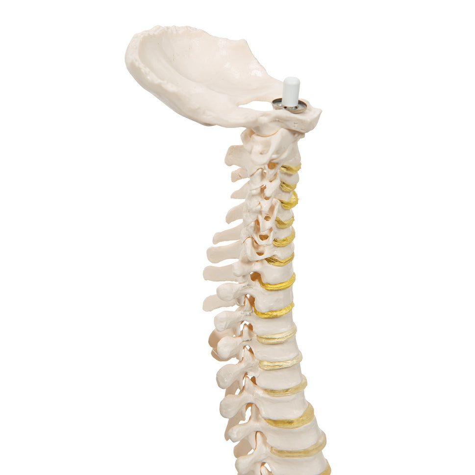 Mini Flexible Vertebral Column Model
