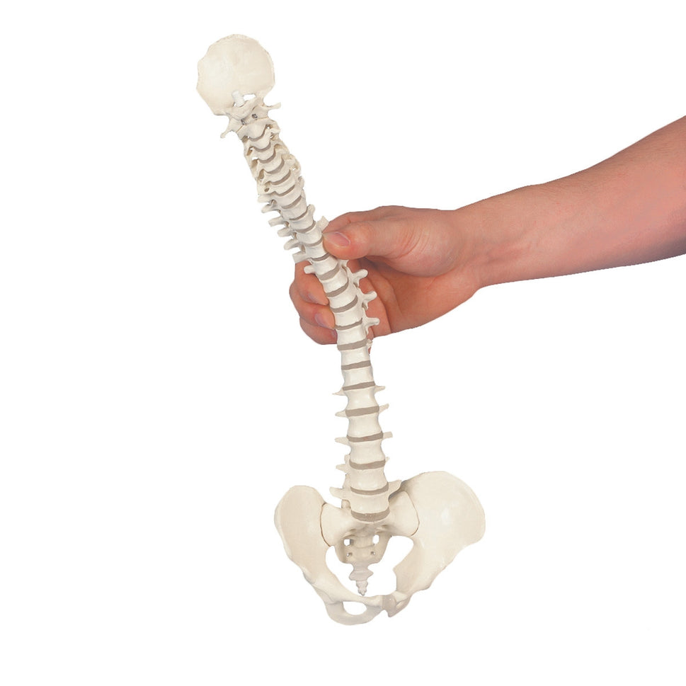 Mini Flexible Vertebral Column Model