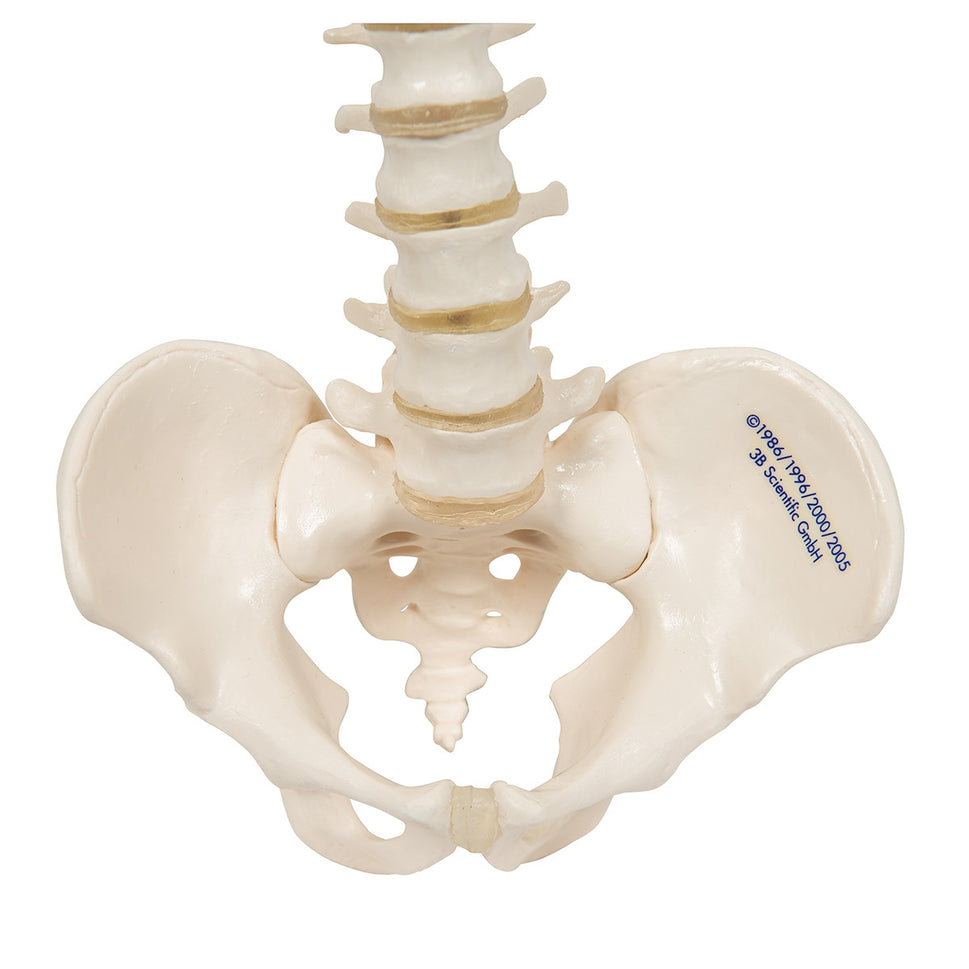 Mini Flexible Vertebral Column Model