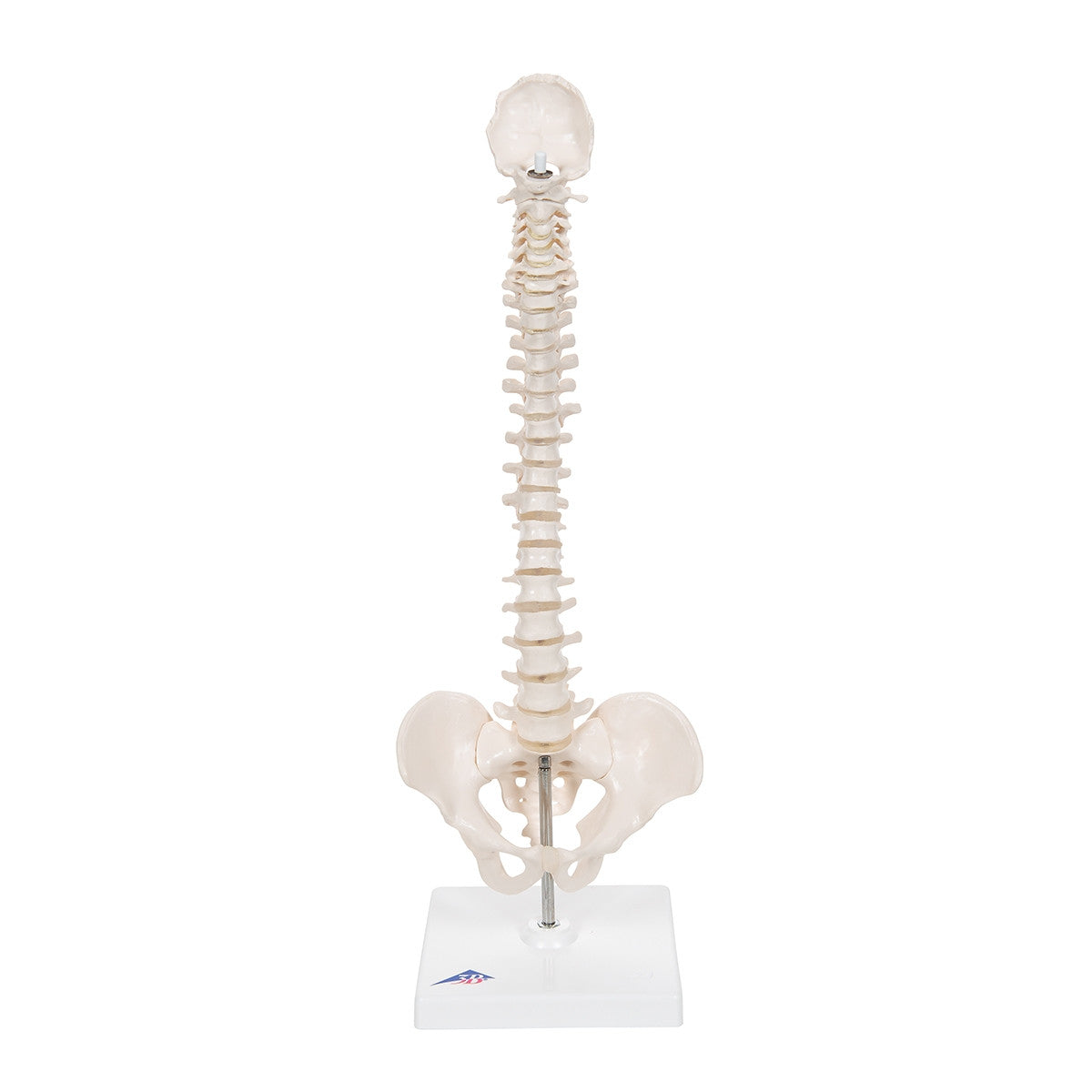 Mini Flexible Spine Model with Stand