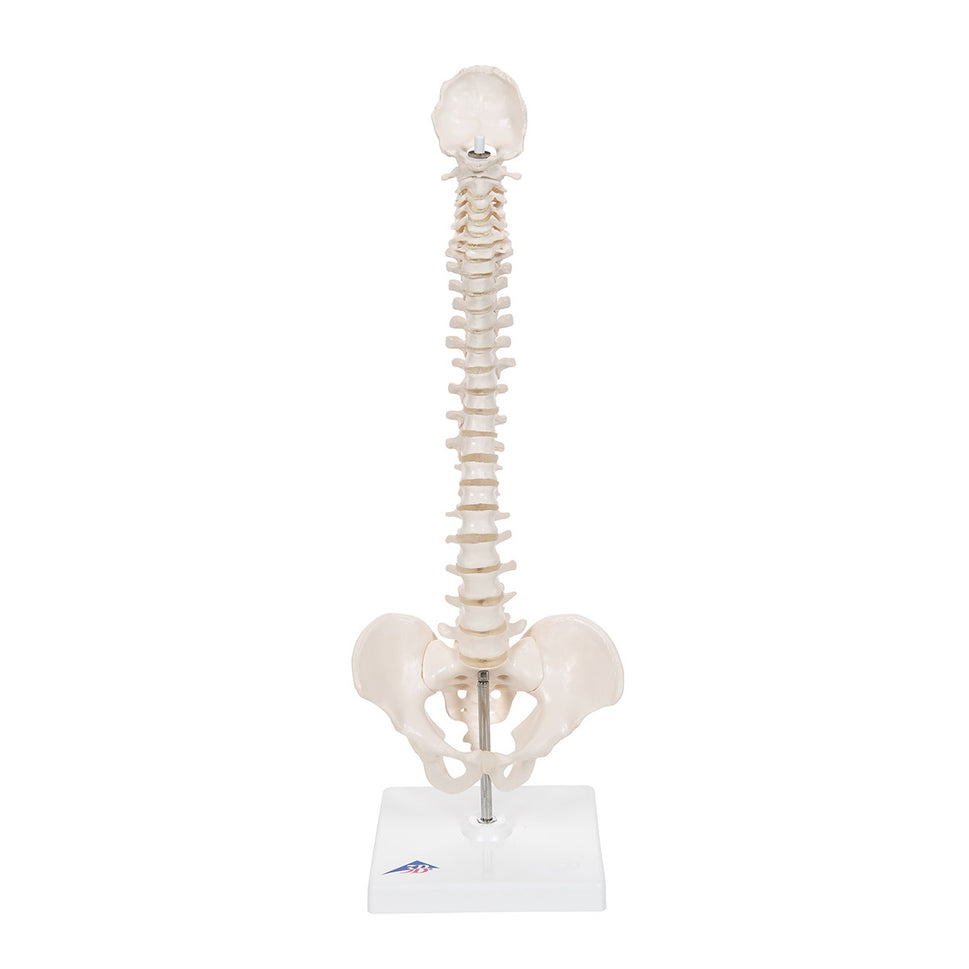 Mini Flexible Spine Model with Stand
