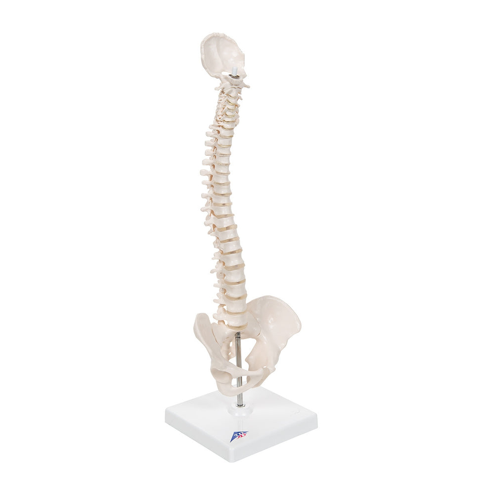 Mini Flexible Spine Model with Stand