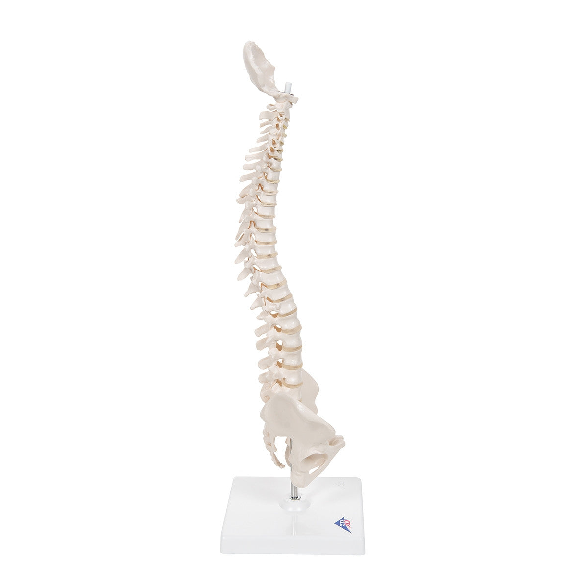 Mini Flexible Spine Model with Stand