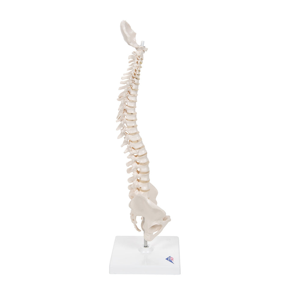 Mini Flexible Spine Model with Stand