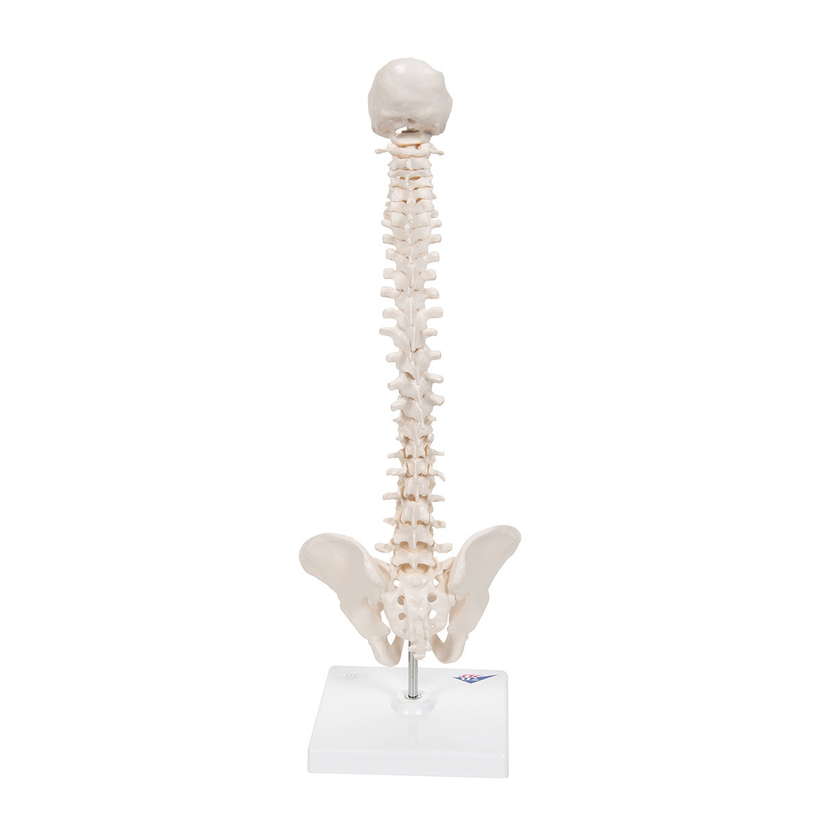 Mini Flexible Spine Model with Stand