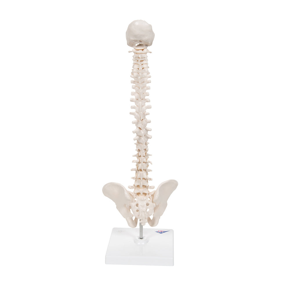 Mini Flexible Spine Model with Stand