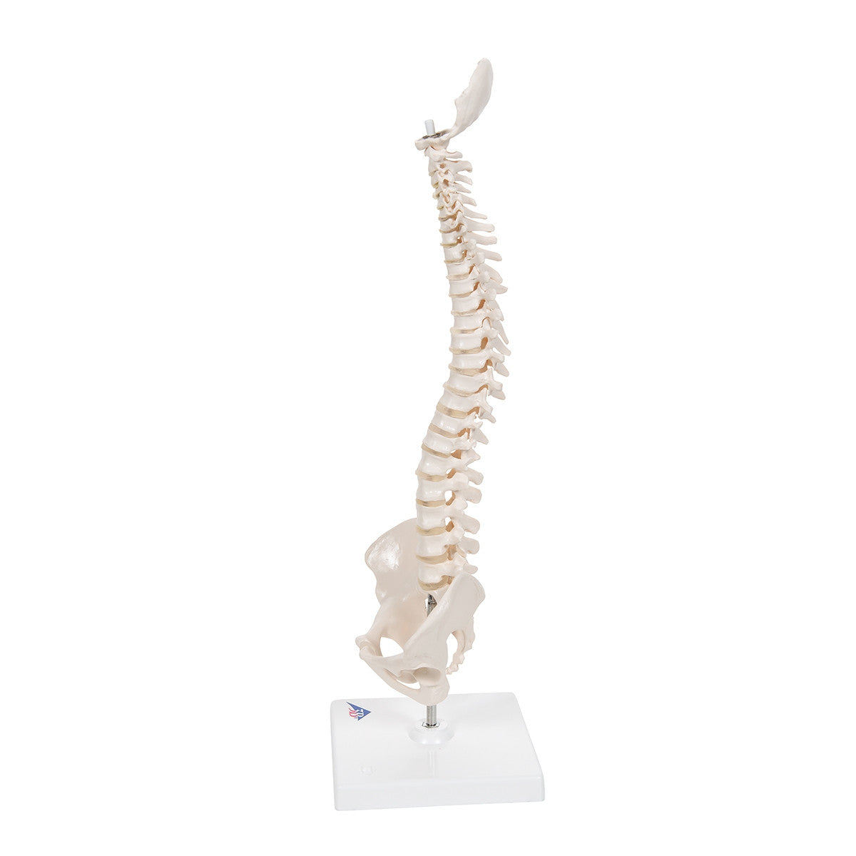 Mini Flexible Spine Model with Stand