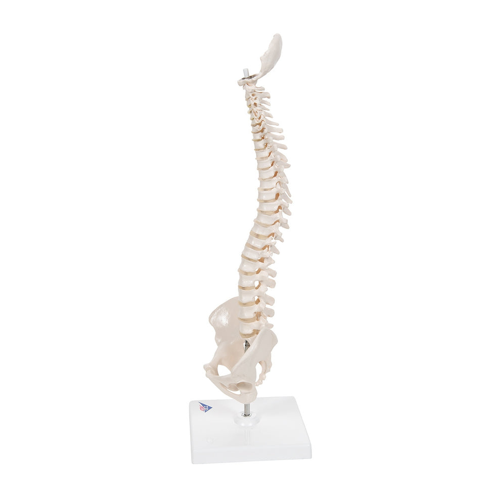 Mini Flexible Spine Model with Stand