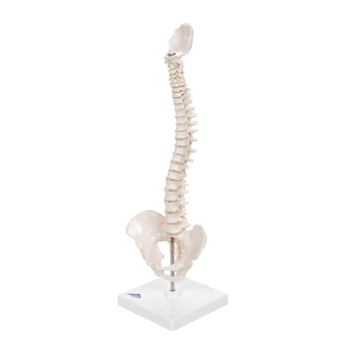 Mini Flexible Spine Model with Stand