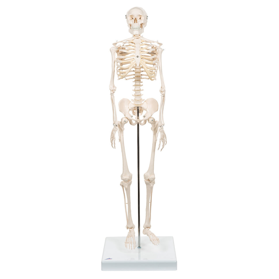 Shorty Mini Skeleton Model