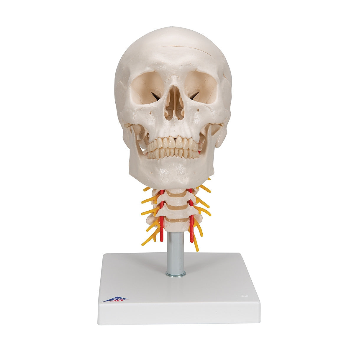 Skull Model on Cervical Spine (4 part)