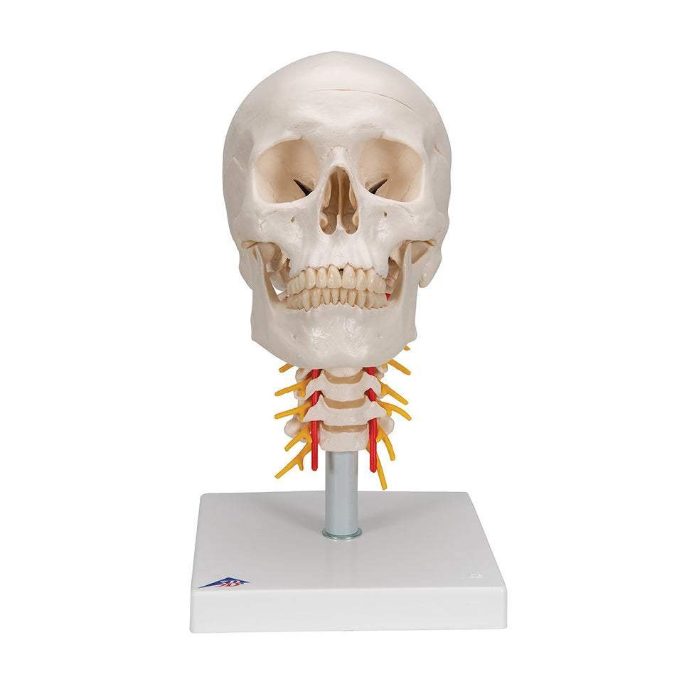 Skull Model on Cervical Spine (4 part)