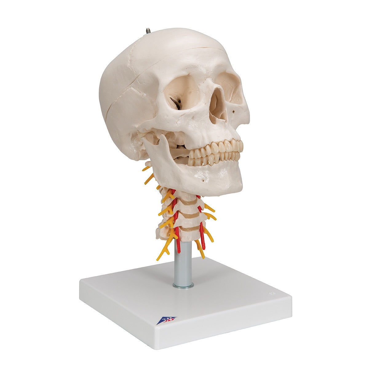 Skull Model on Cervical Spine (4 part)