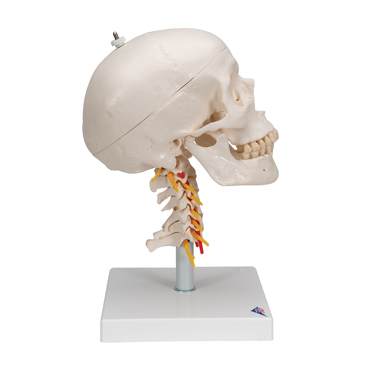 Skull Model on Cervical Spine (4 part)