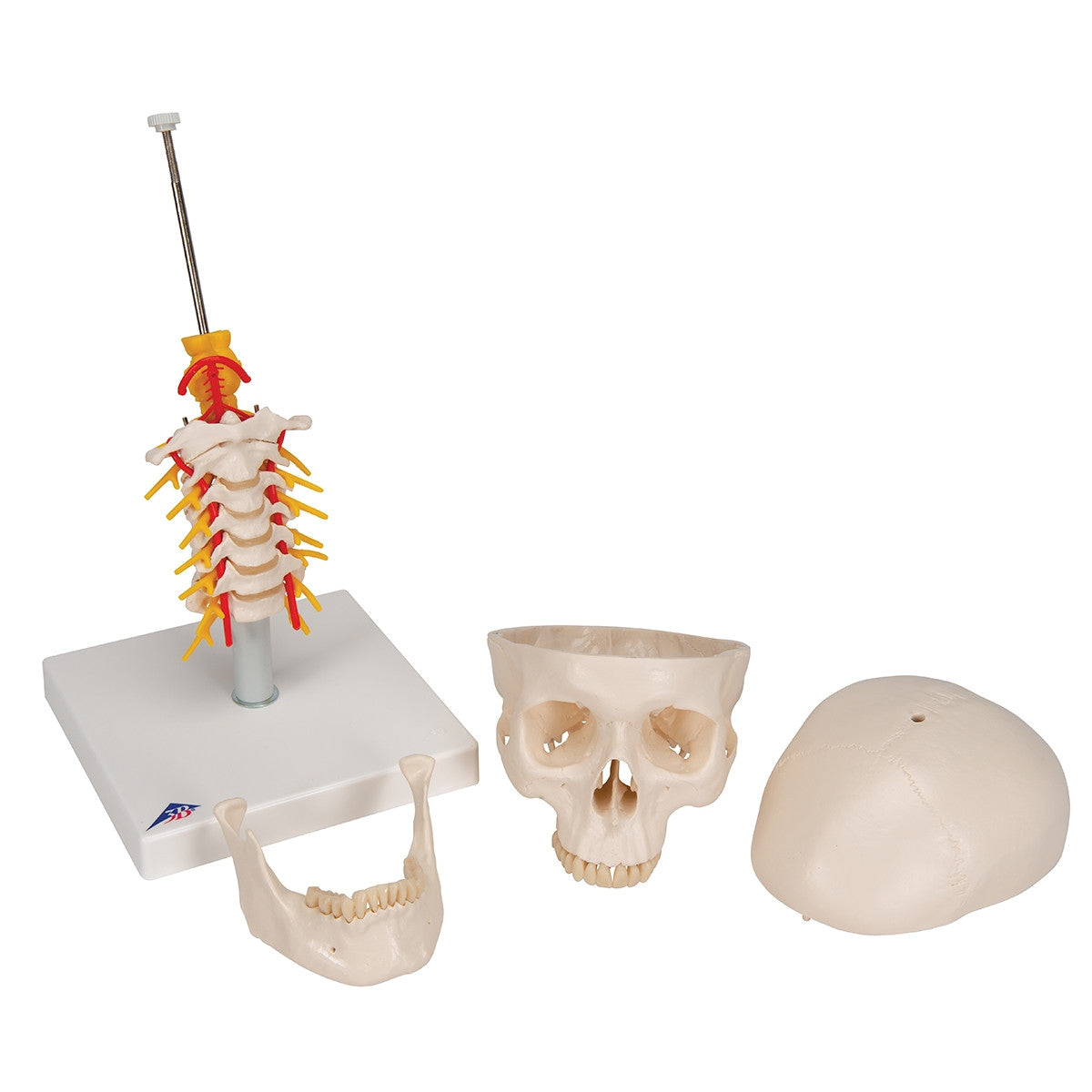 Skull Model on Cervical Spine (4 part)