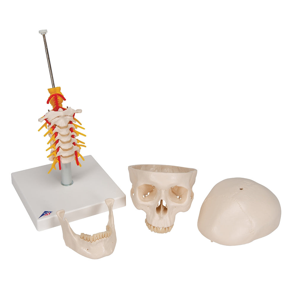 Skull Model on Cervical Spine (4 part)