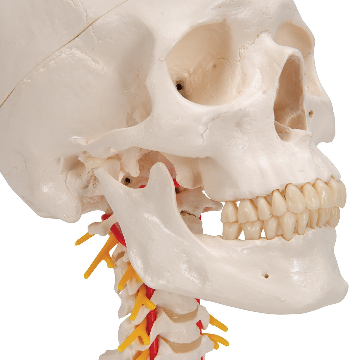 Skull Model on Cervical Spine (4 part)