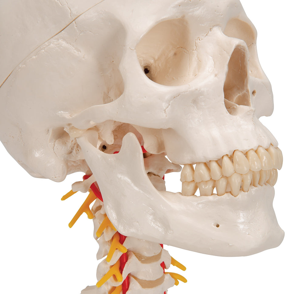Skull Model on Cervical Spine (4 part)