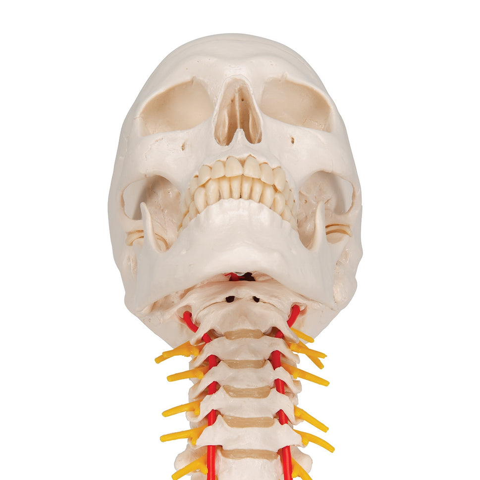 Skull Model on Cervical Spine (4 part)