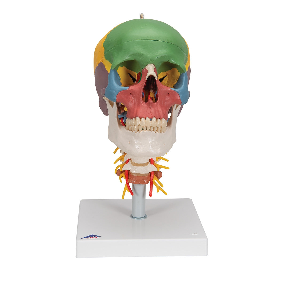 Didactic Skull Model on Cervical Spine (4 part)