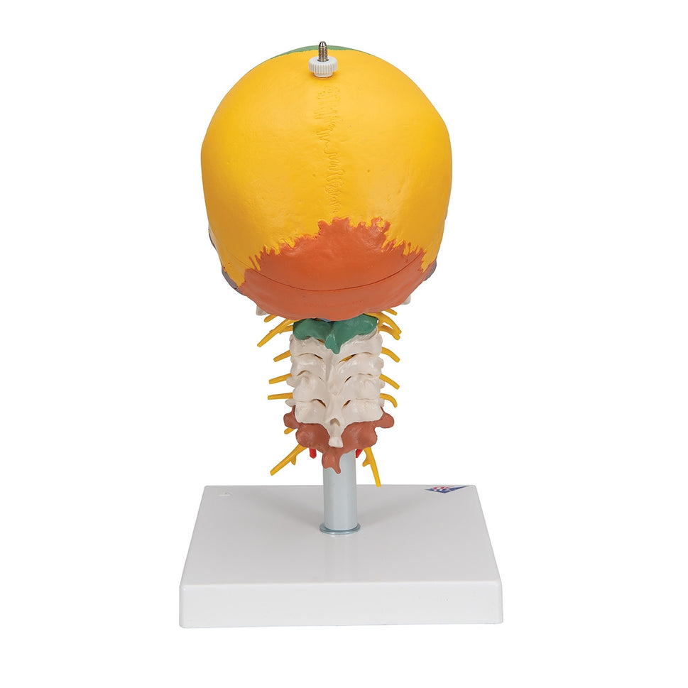 Didactic Skull Model on Cervical Spine (4 part)