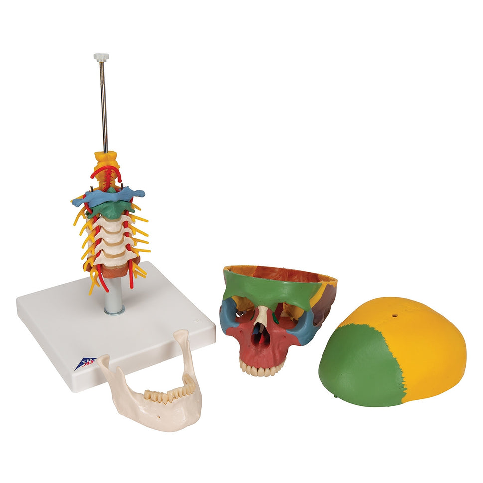 Didactic Skull Model on Cervical Spine (4 part)