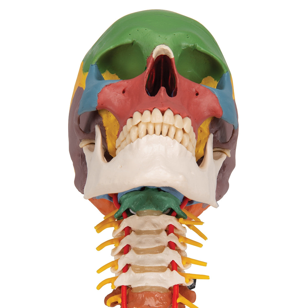 Didactic Skull Model on Cervical Spine (4 part)