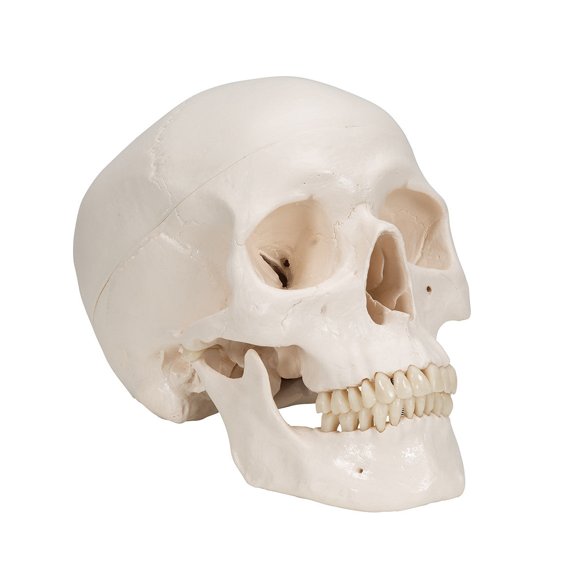 Classic Human Skull Model with Brain