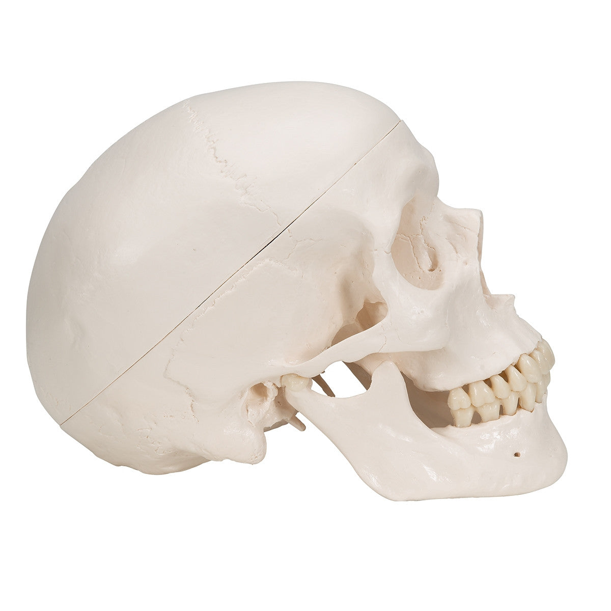Classic Human Skull Model with Brain