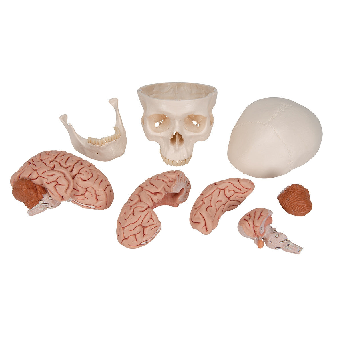 Classic Human Skull Model with Brain