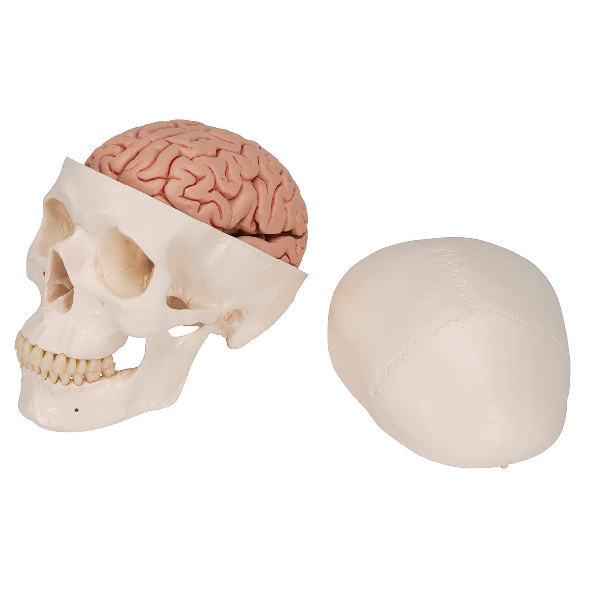 Classic Human Skull Model with Brain