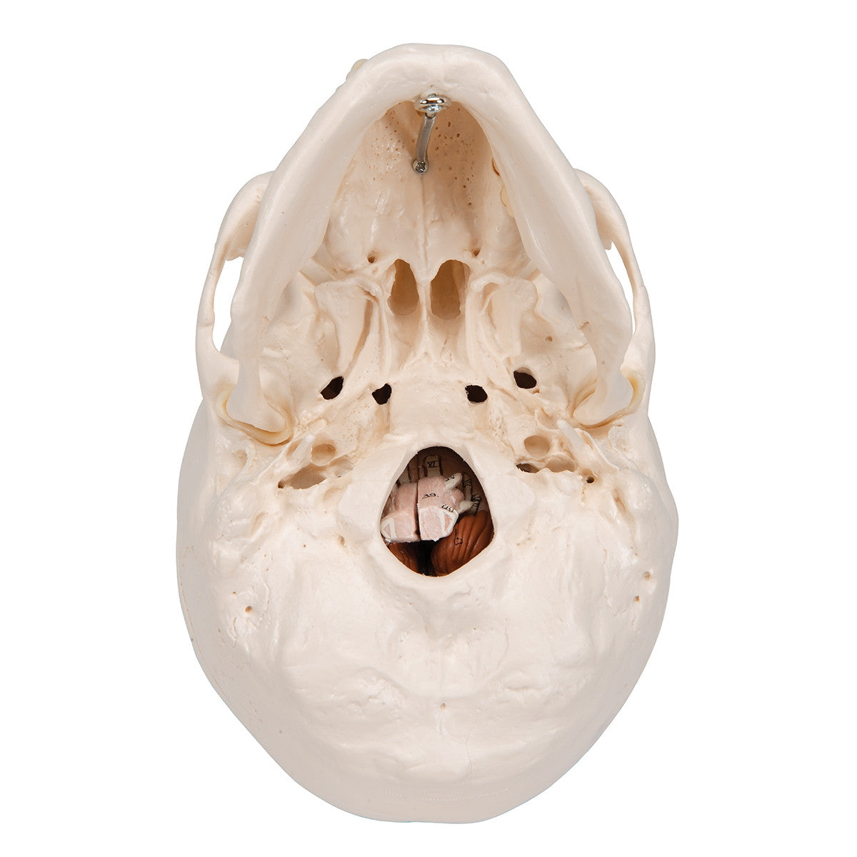 Classic Human Skull Model with Brain