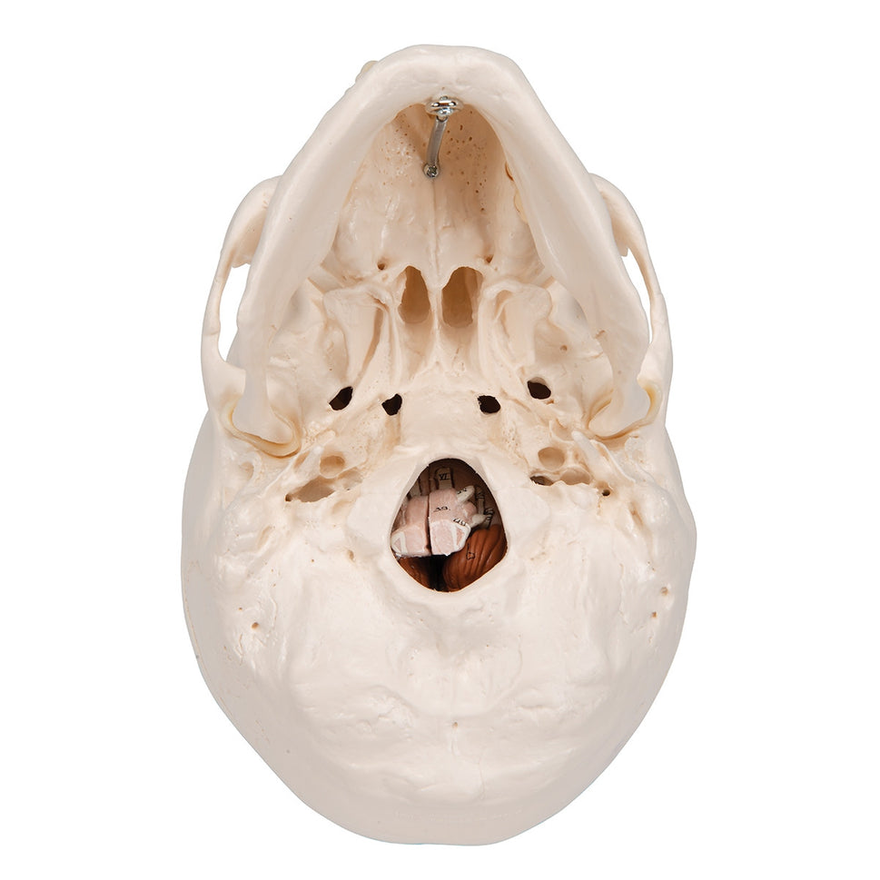 Classic Human Skull Model with Brain