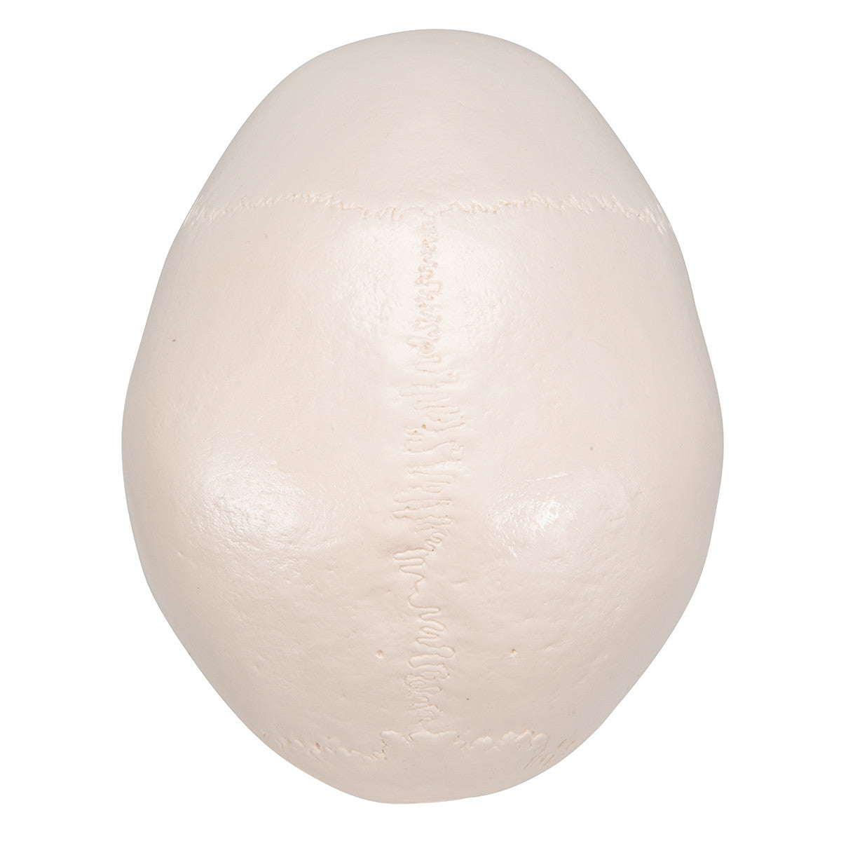 Classic Human Skull Model with Brain