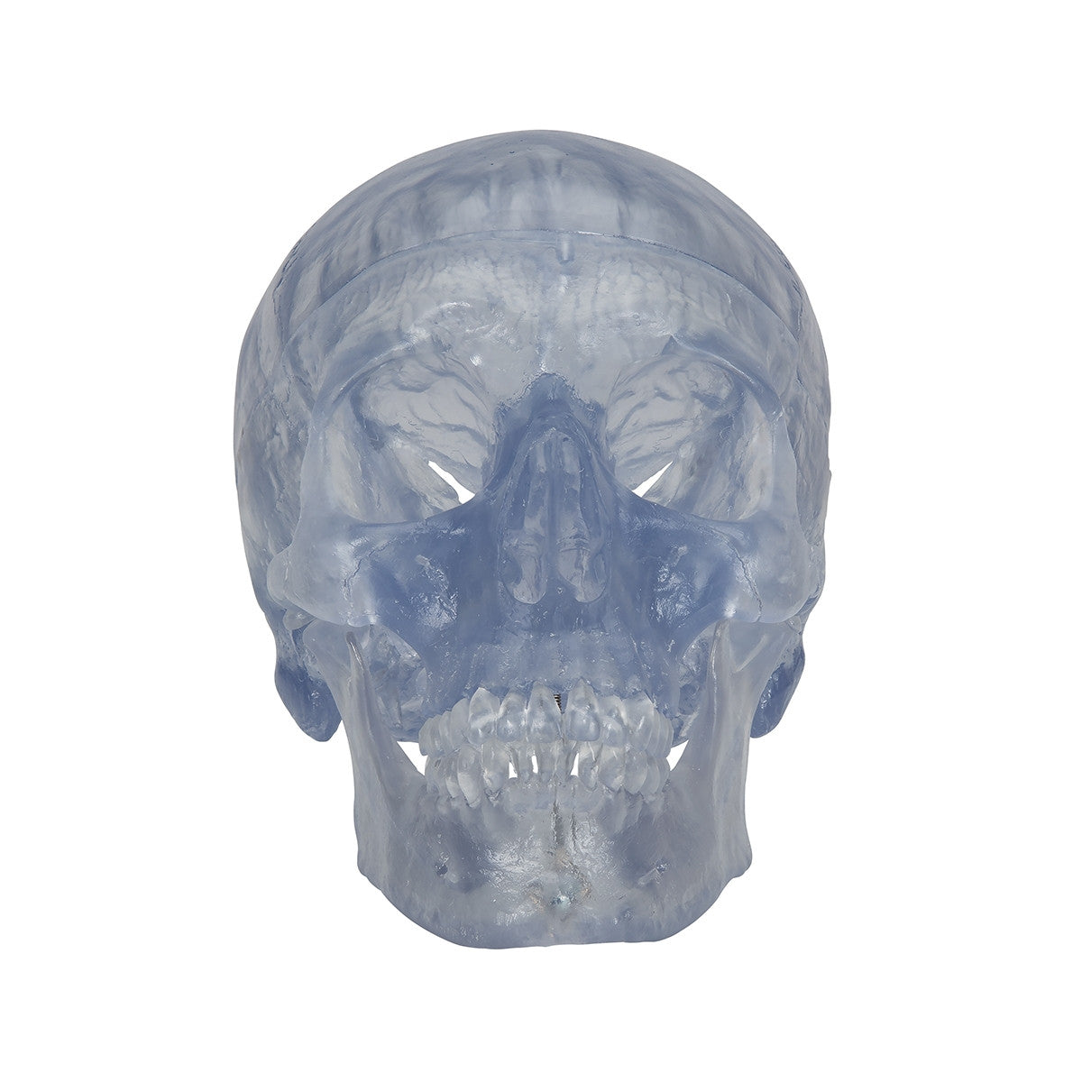Transparent Skull Model (3 part)