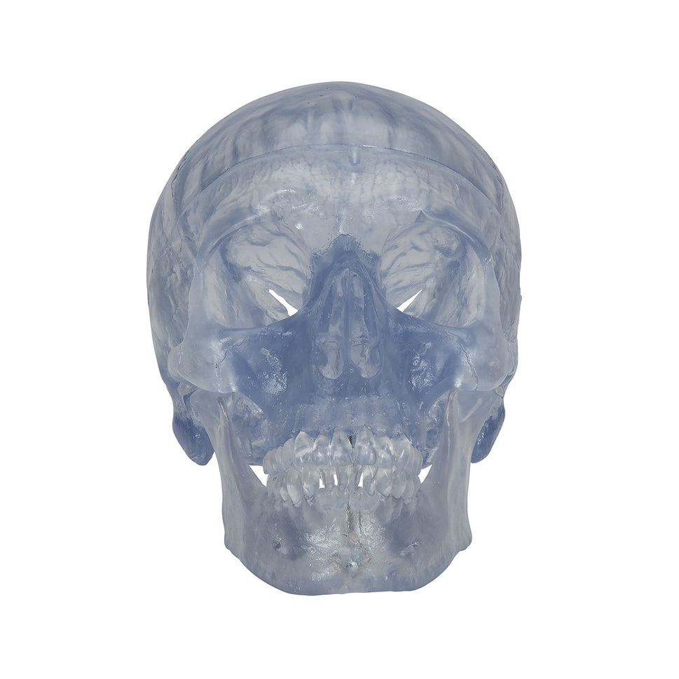 Transparent Skull Model (3 part)