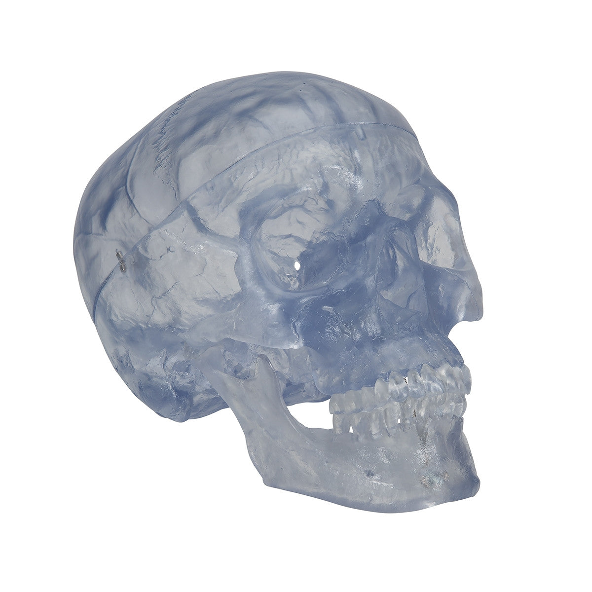 Transparent Skull Model (3 part)