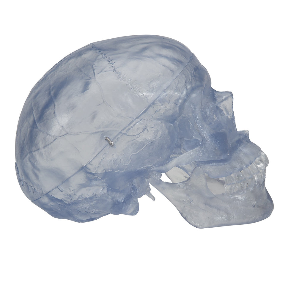 Transparent Skull Model (3 part)