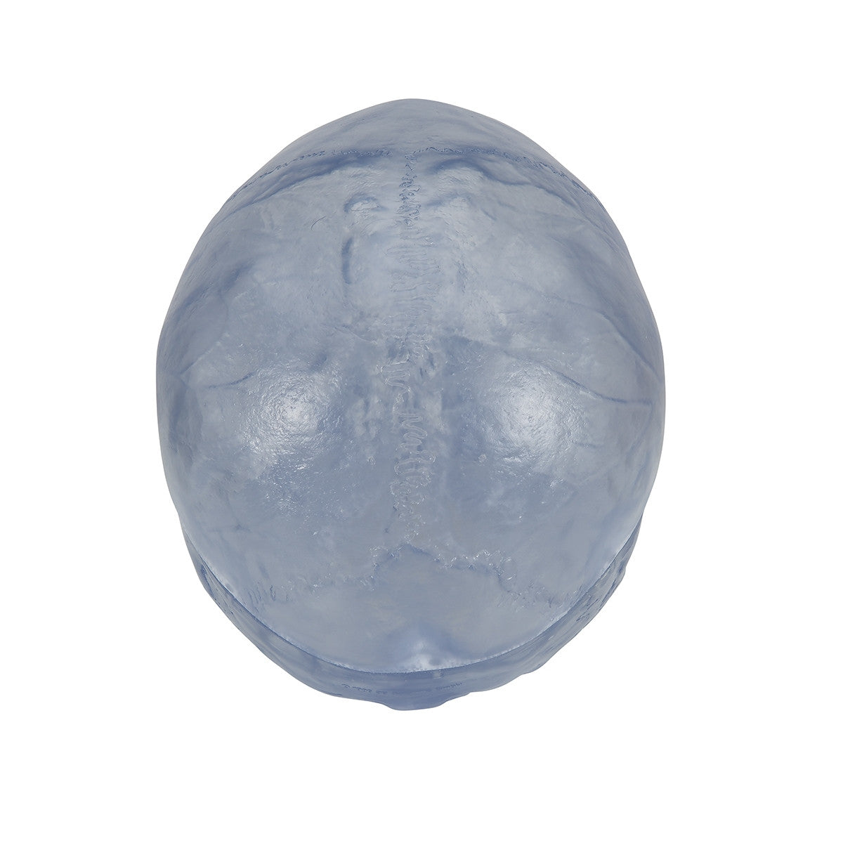 Transparent Skull Model (3 part)